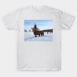 Scottish Highland Cattle Cows 2226 T-Shirt